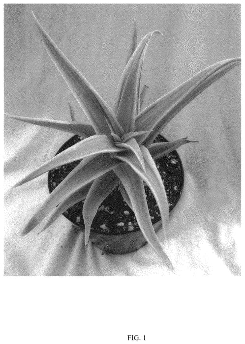 Figure 1 of US plant patent PP34003, the photograph of PHANTASM printed in the patent.