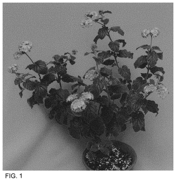 Figure 1 of US plant patent PP34004, the photograph of WNHPAULAV printed in the patent.
