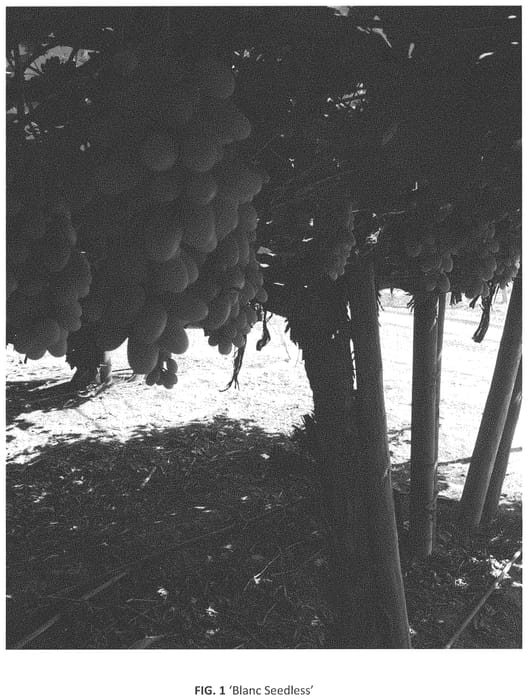 Figure 1 of US plant patent PP34006, the photograph of Prosperity Seedless printed in the patent.