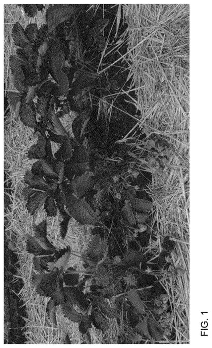 Figure 1 of US plant patent PP34007, the photograph of Twist printed in the patent.