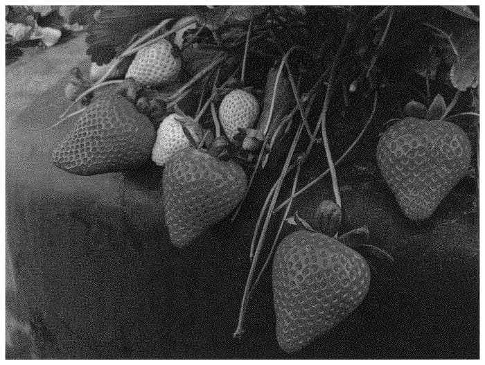 Figure 1 of US plant patent PP34008, the photograph of FL 17.15-86 printed in the patent.