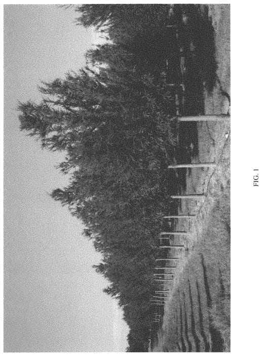 Figure 1 of US plant patent PP34009, the photograph of TDMTF printed in the patent.