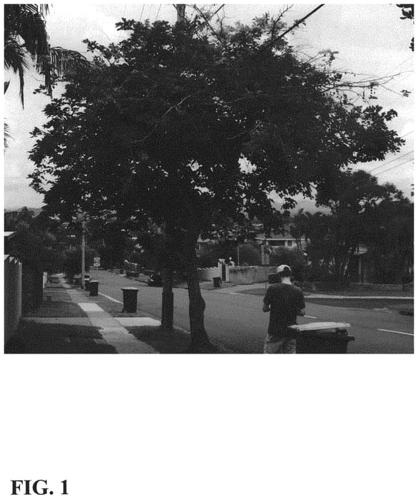 Figure 1 of US plant patent PP34010, the photograph of K206 printed in the patent.
