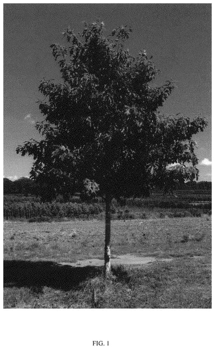 Figure 1 of US plant patent PP34011, the photograph of QRMTF printed in the patent.