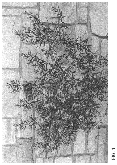 Figure 1 of US plant patent PP34012, the photograph of MSWNErmas printed in the patent.