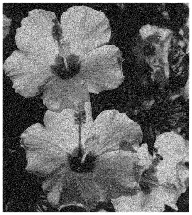 Figure 1 of US plant patent PP34013, the photograph of ALTYELLOWRIVER printed in the patent.