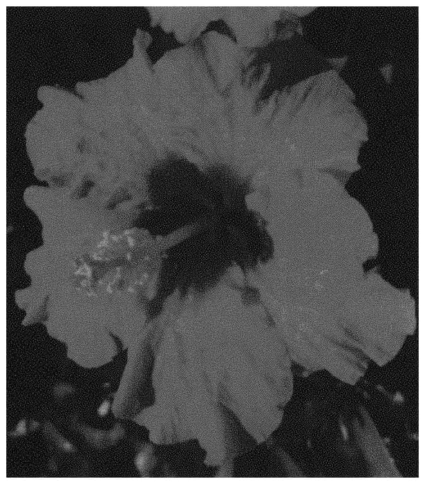 Figure 1 of US plant patent PP34014, the photograph of ALTMAMAMIYA printed in the patent.