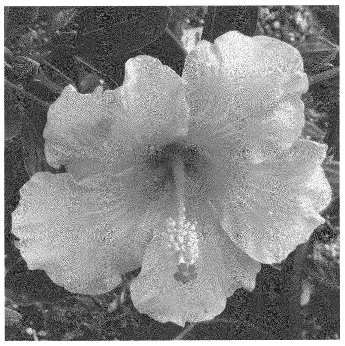 Figure 1 of US plant patent PP34015, the photograph of ALTEARLYBIRD printed in the patent.