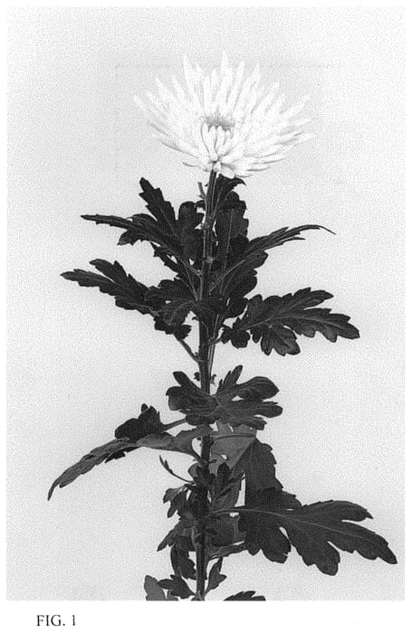 Figure 1 of US plant patent PP34016, the photograph of DLFHAPU1 printed in the patent.