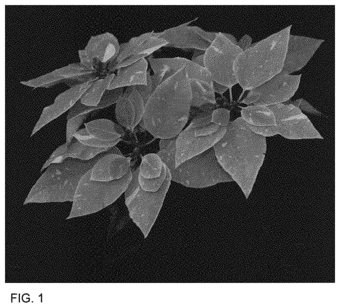 Figure 1 of US plant patent PP34017, the photograph of Bonpr 611 printed in the patent.