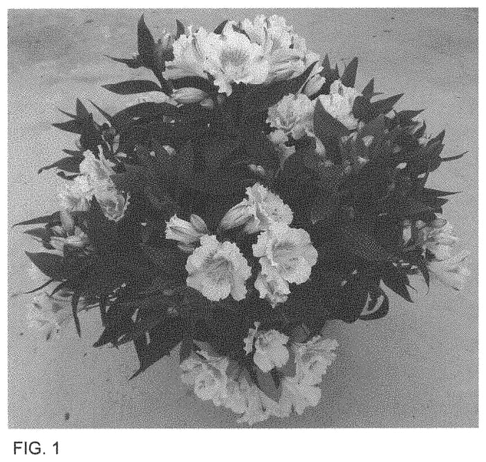 Figure 1 of US plant patent PP34018, the photograph of ZAPRIYEN printed in the patent.