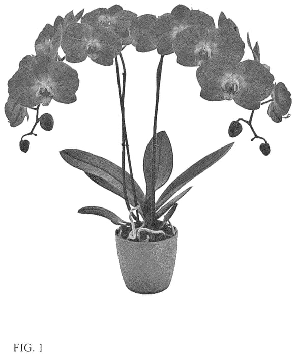 Figure 1 of US plant patent PP34019, the photograph of Lady Fantasy printed in the patent.