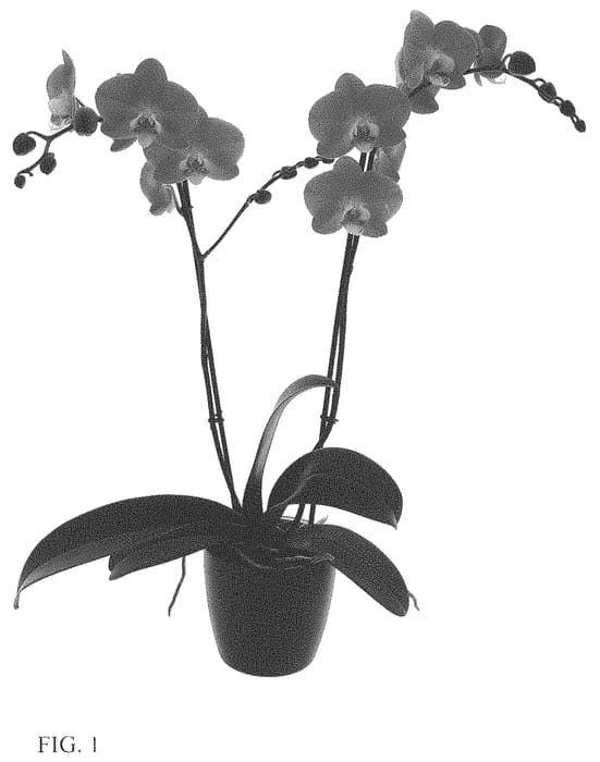 Figure 1 of US plant patent PP34020, the photograph of Ladies Day printed in the patent.