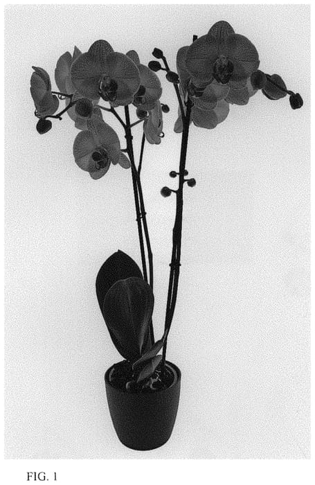Figure 1 of US plant patent PP34021, the photograph of Gallery Play printed in the patent.