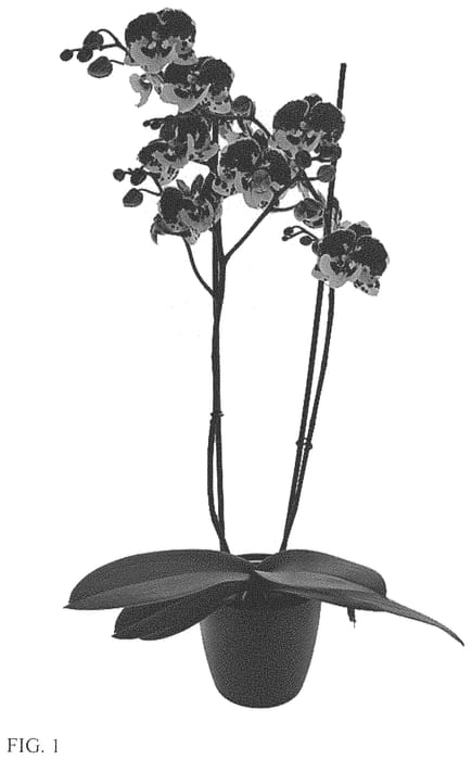 Figure 1 of US plant patent PP34022, the photograph of Untold Stories printed in the patent.
