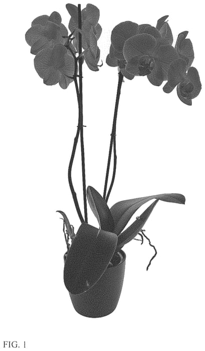 Figure 1 of US plant patent PP34023, the photograph of True Hero printed in the patent.