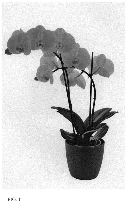 Figure 1 of US plant patent PP34024, the photograph of Grand Dessert printed in the patent.