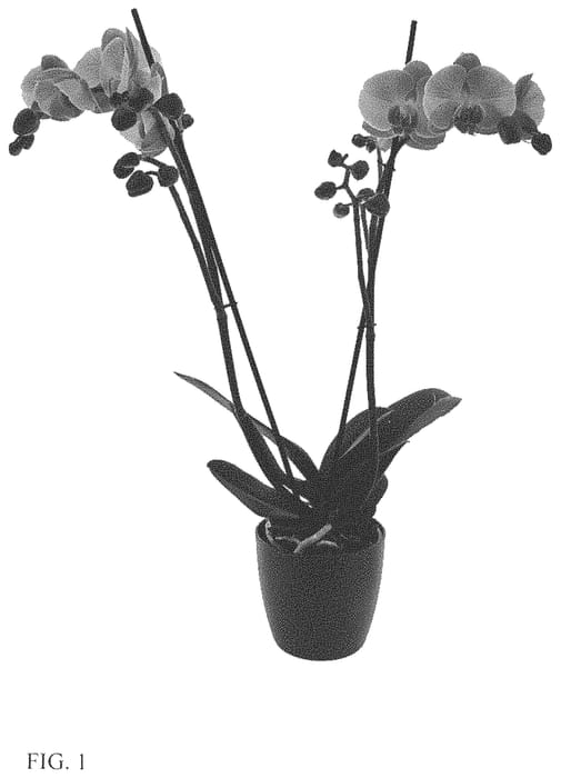 Figure 1 of US plant patent PP34025, the photograph of Good Karma printed in the patent.