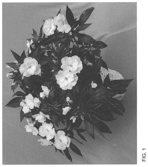 Figure 1 of US plant patent PP34026, the photograph of Dongirolwhi printed in the patent.
