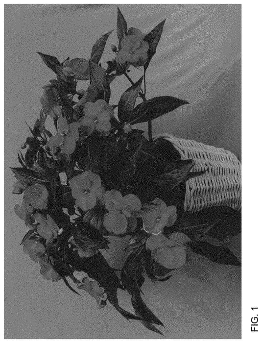Figure 1 of US plant patent PP34027, the photograph of Dongimagor printed in the patent.