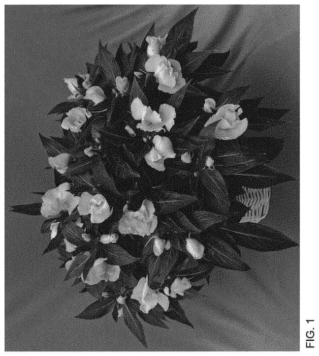 Figure 1 of US plant patent PP34028, the photograph of Dongirolcoca printed in the patent.