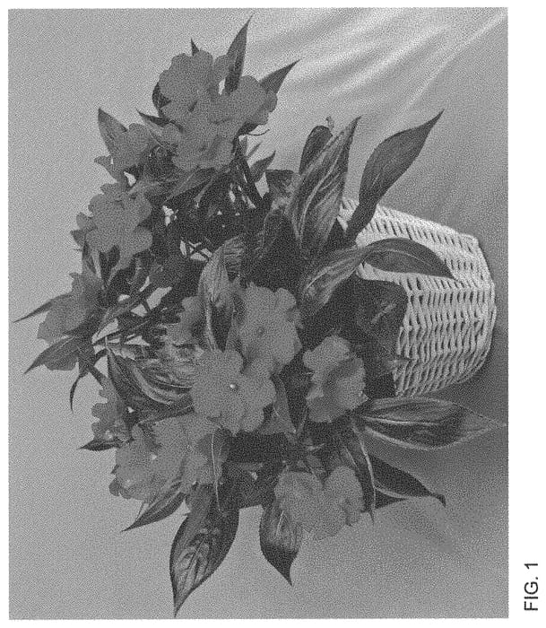 Figure 1 of US plant patent PP34029, the photograph of Dongirolre printed in the patent.