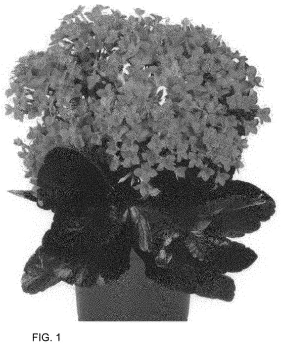 Figure 1 of US plant patent PP34030, the photograph of Dokallux printed in the patent.