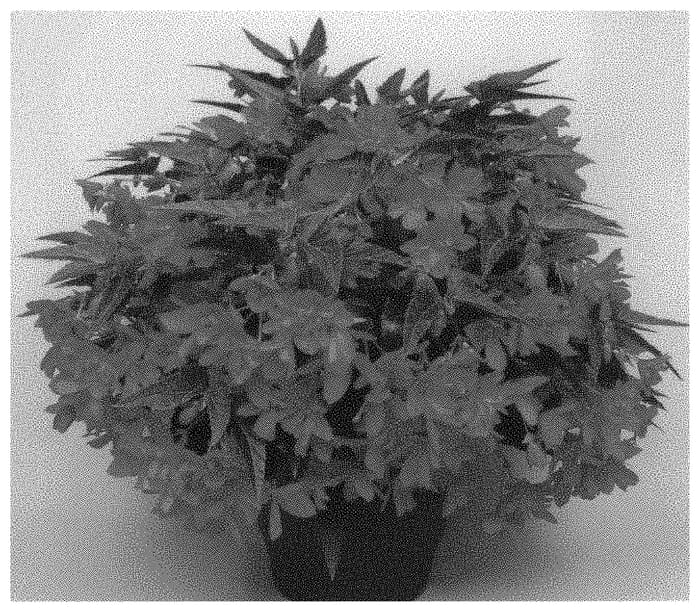 Figure 1 of US plant patent PP34031, the photograph of BeTesnogat printed in the patent.