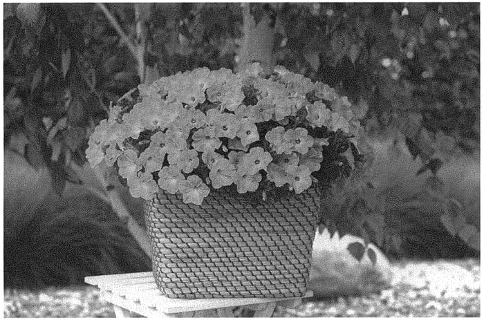 Figure 1 of US plant patent PP34032, the photograph of KLEPH20490 printed in the patent.