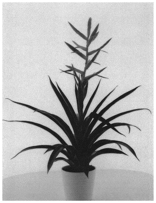 Figure 1 of US plant patent PP34034, the photograph of DOLCE printed in the patent.