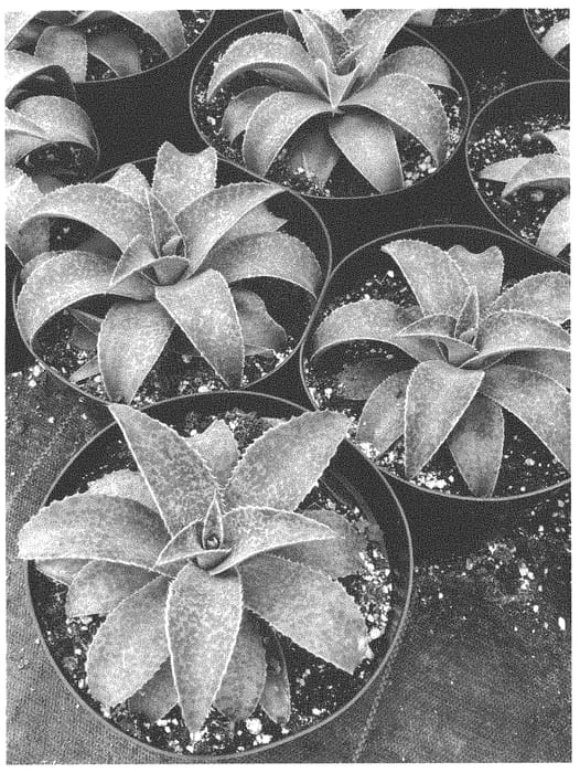 Figure 1 of US plant patent PP34035, the photograph of BARNEY printed in the patent.