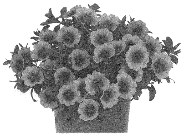 Figure 1 of US plant patent PP34036, the photograph of Docalhugome printed in the patent.