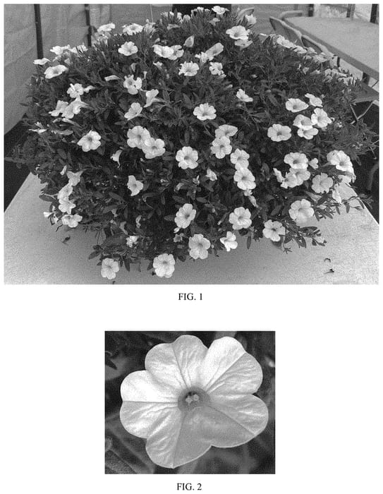 Figure 1 of US plant patent PP34037, the photograph of Balcabriwii printed in the patent.