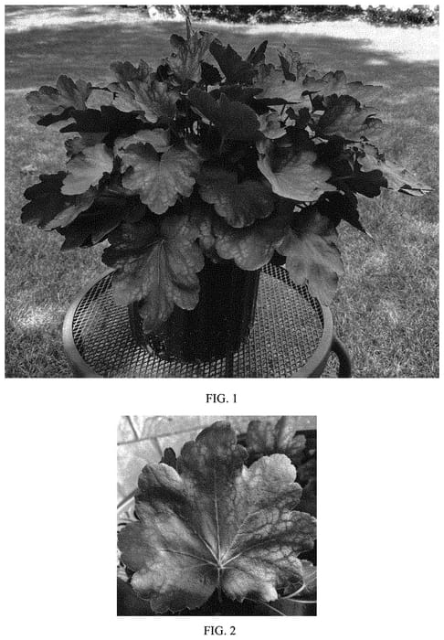 Figure 1 of US plant patent PP34038, the photograph of Carnival Burgundy Blast printed in the patent.