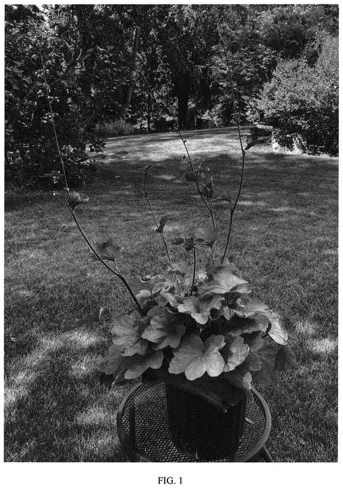 Figure 1 of US plant patent PP34039, the photograph of Big Top Caramel Apple printed in the patent.