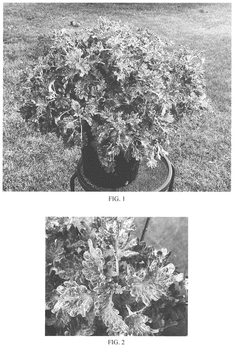 Figure 1 of US plant patent PP34040, the photograph of Balsoleazl printed in the patent.