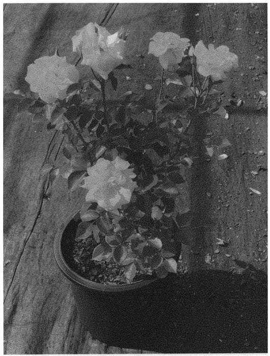 Figure 1 of US plant patent PP34043, the photograph of KORhesanwes printed in the patent.