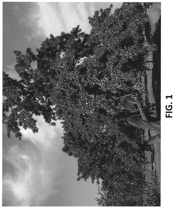 Figure 1 of US plant patent PP34044, the photograph of Booth printed in the patent.