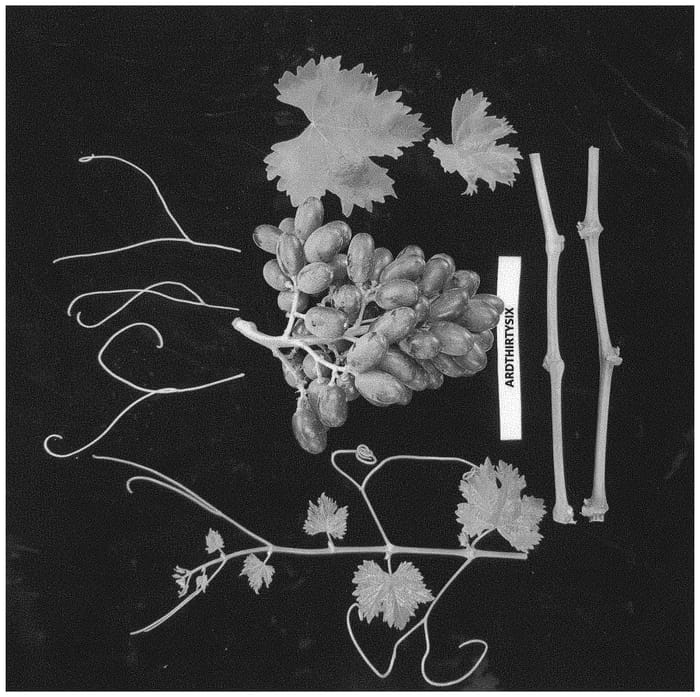 Figure 1 of US plant patent PP34045, the photograph of ARDTHIRTYSIX printed in the patent.