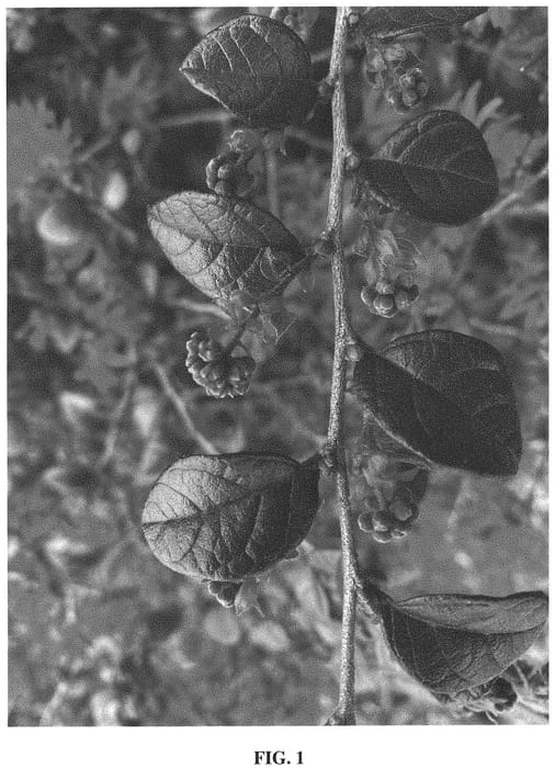 Figure 1 of US plant patent PP34046, the photograph of CANRL01 printed in the patent.