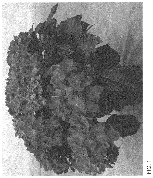 Figure 1 of US plant patent PP34047, the photograph of H220908 printed in the patent.