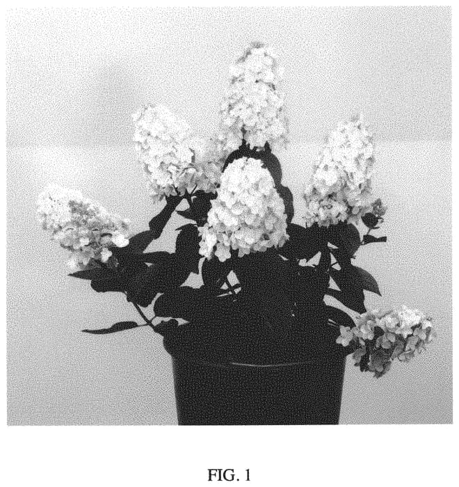 Figure 1 of US plant patent PP34048, the photograph of B10 printed in the patent.