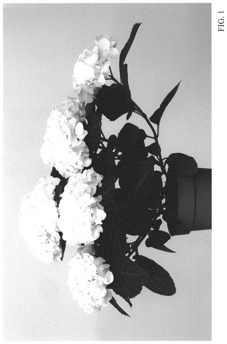 Figure 1 of US plant patent PP34049, the photograph of HISUN printed in the patent.