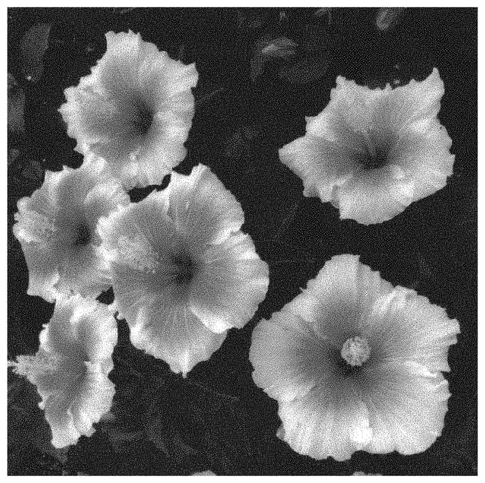 Figure 1 of US plant patent PP34050, the photograph of ALTICEMELON printed in the patent.