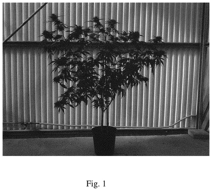 Figure 1 of US plant patent PP34051, the photograph of AVI-1 printed in the patent.