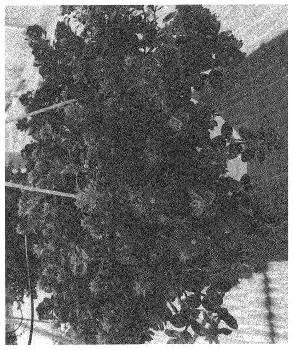 Figure 1 of US plant patent PP34052, the photograph of RMEVO28301 printed in the patent.