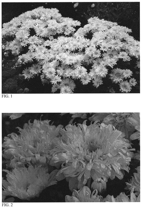 Figure 1 of US plant patent PP34053, the photograph of Ice Cream Dream printed in the patent.
