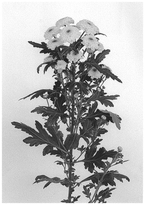 Figure 1 of US plant patent PP34054, the photograph of DLFABB13 printed in the patent.