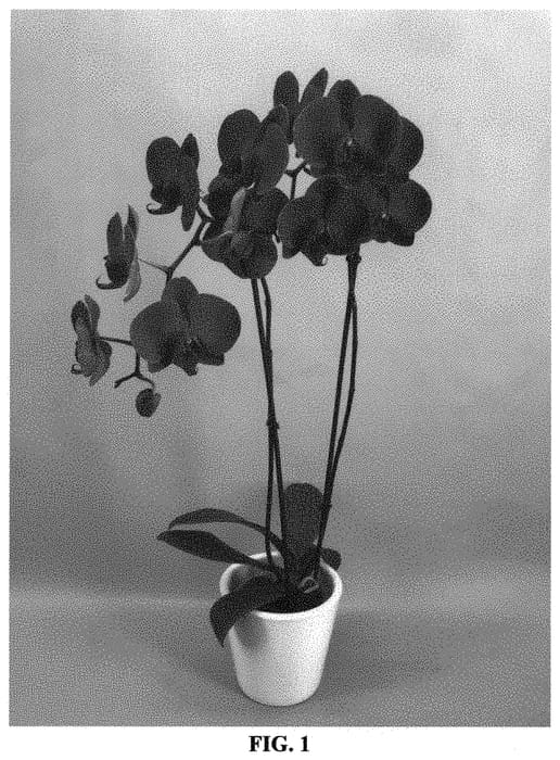 Figure 1 of US plant patent PP34055, the photograph of PHA1577644 printed in the patent.