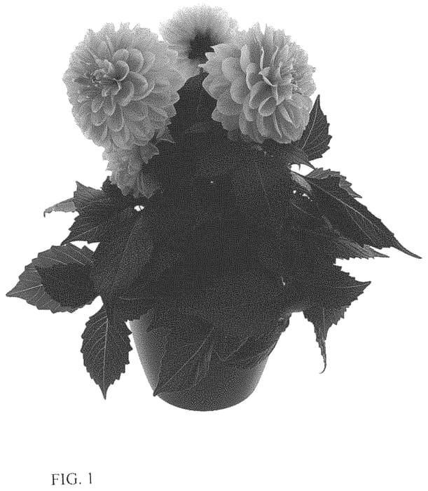Figure 1 of US plant patent PP34056, the photograph of BKDAMPI printed in the patent.